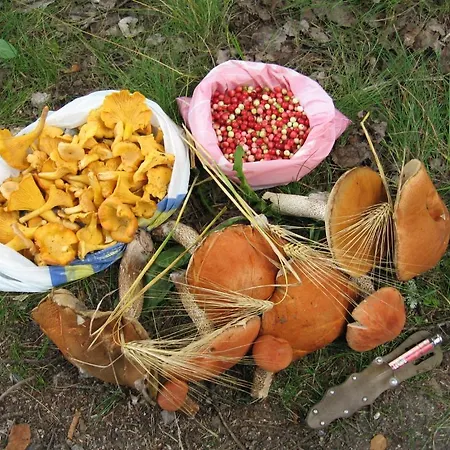 Haapasaaren Lomakyla Ruovesi